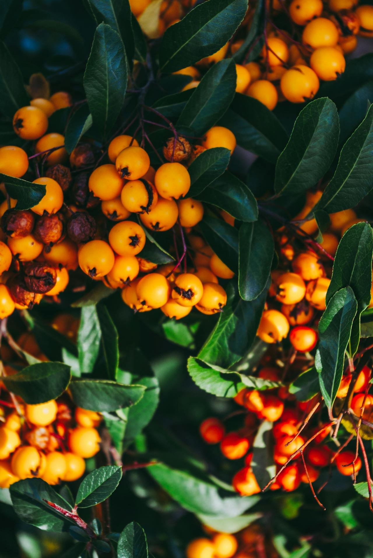 Read more about the article Yellow Berries: Types, Benefits, Uses, and Potential Side Effects