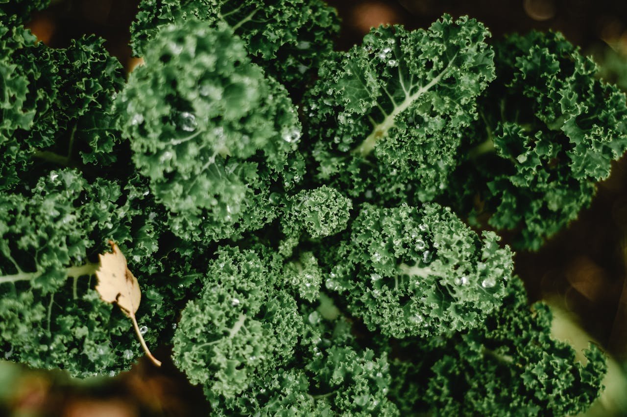 You are currently viewing 15 Most Popular Types of Kale