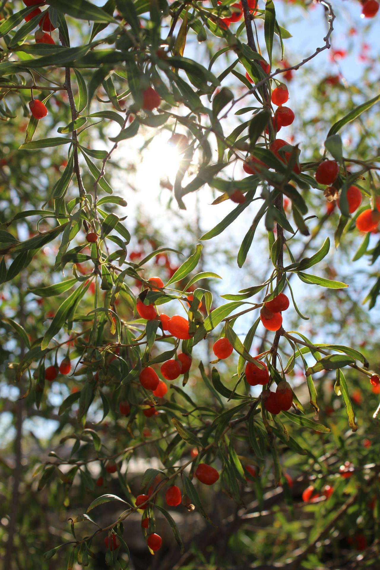 Read more about the article Goji Berry: Types, Nutrition, Benefits, Uses, and Side Effects