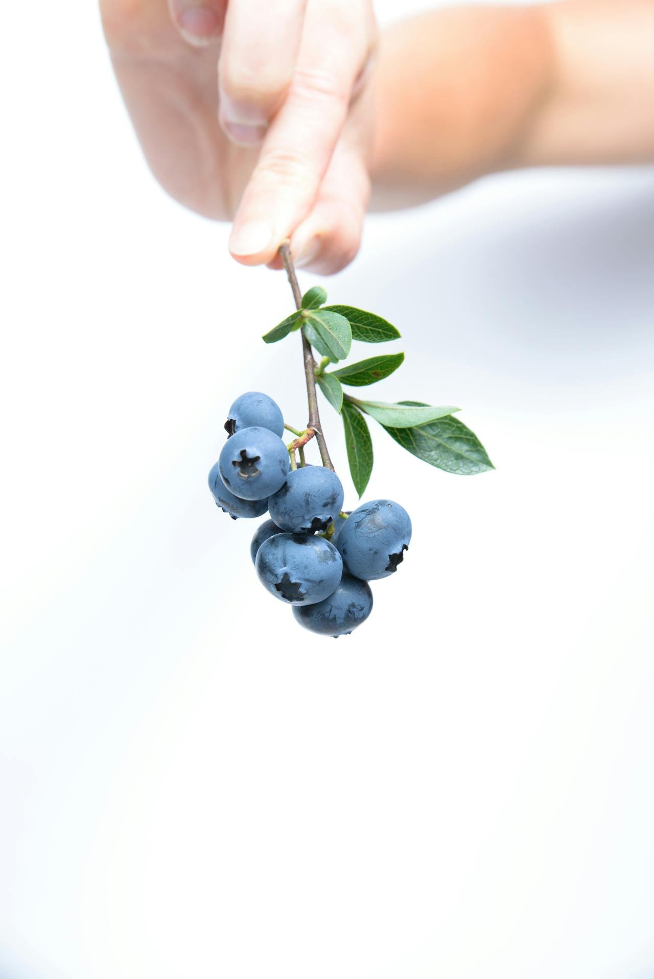 Read more about the article Top 10 Varieties of Blueberries: Benefits, Uses, and Growing Tips