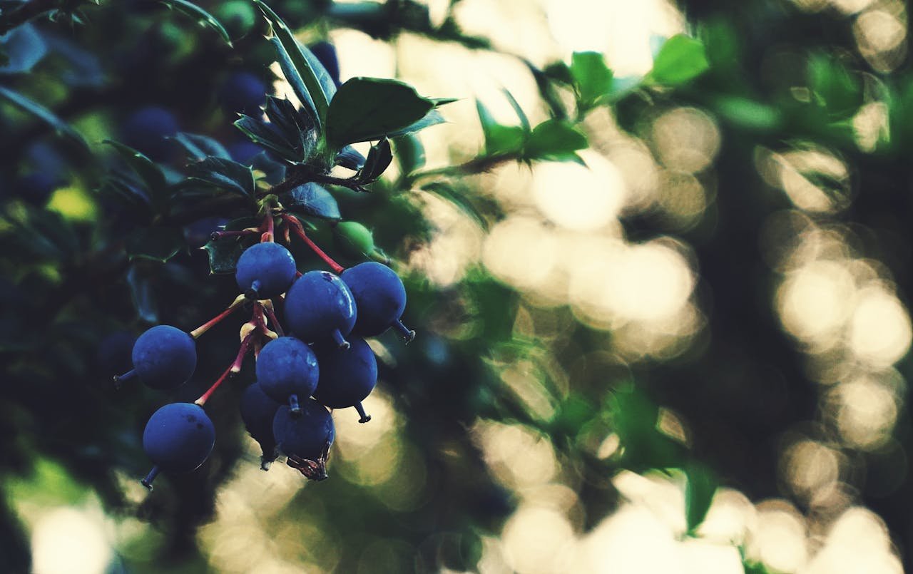 Read more about the article Blueberry: Types, Health Benefits, Uses and Potential Side Effects