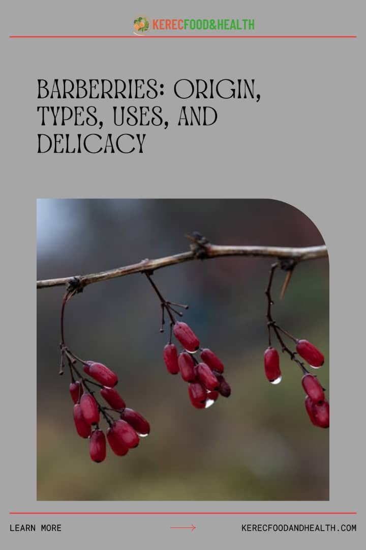 Read more about the article Barberries: Exploring Its Origin, Types, Uses, and Delicacies