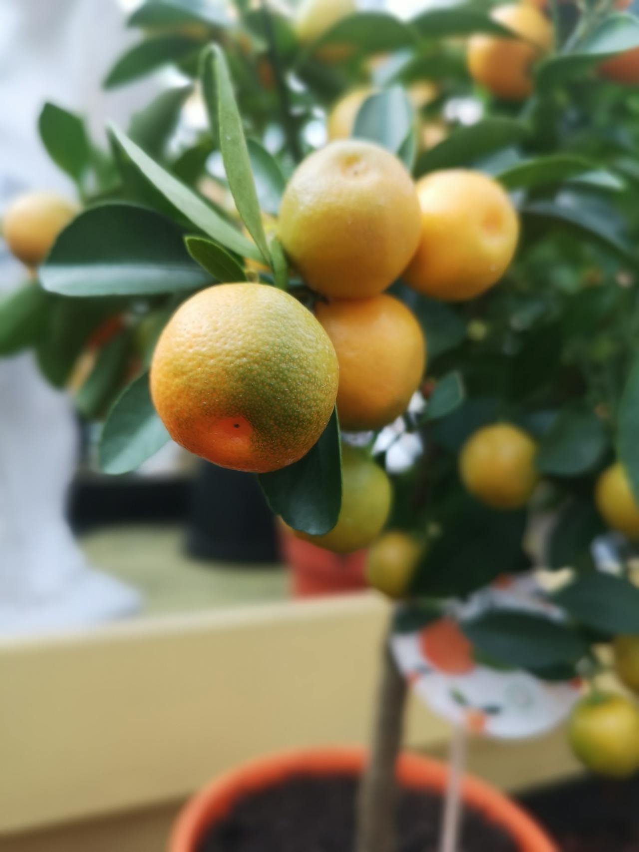 Read more about the article Calamondin: Nutrition, Health Benefits and Potential Side Effects