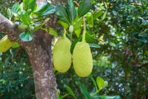 Read more about the article Jackfruit: Nutrition, Health Benefits, Uses, and Side Effects