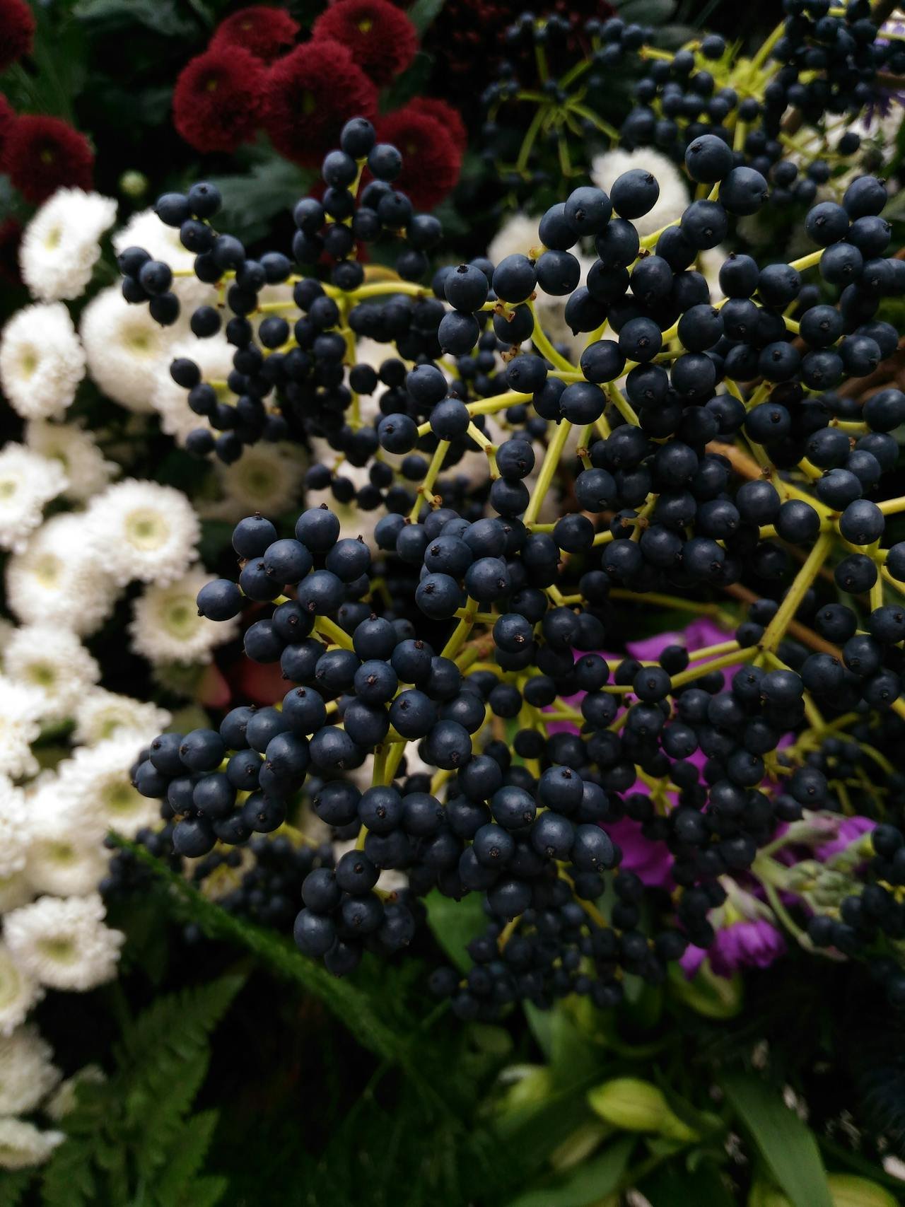 Read more about the article Elderberries: Origin, Types, Uses and Delicacy