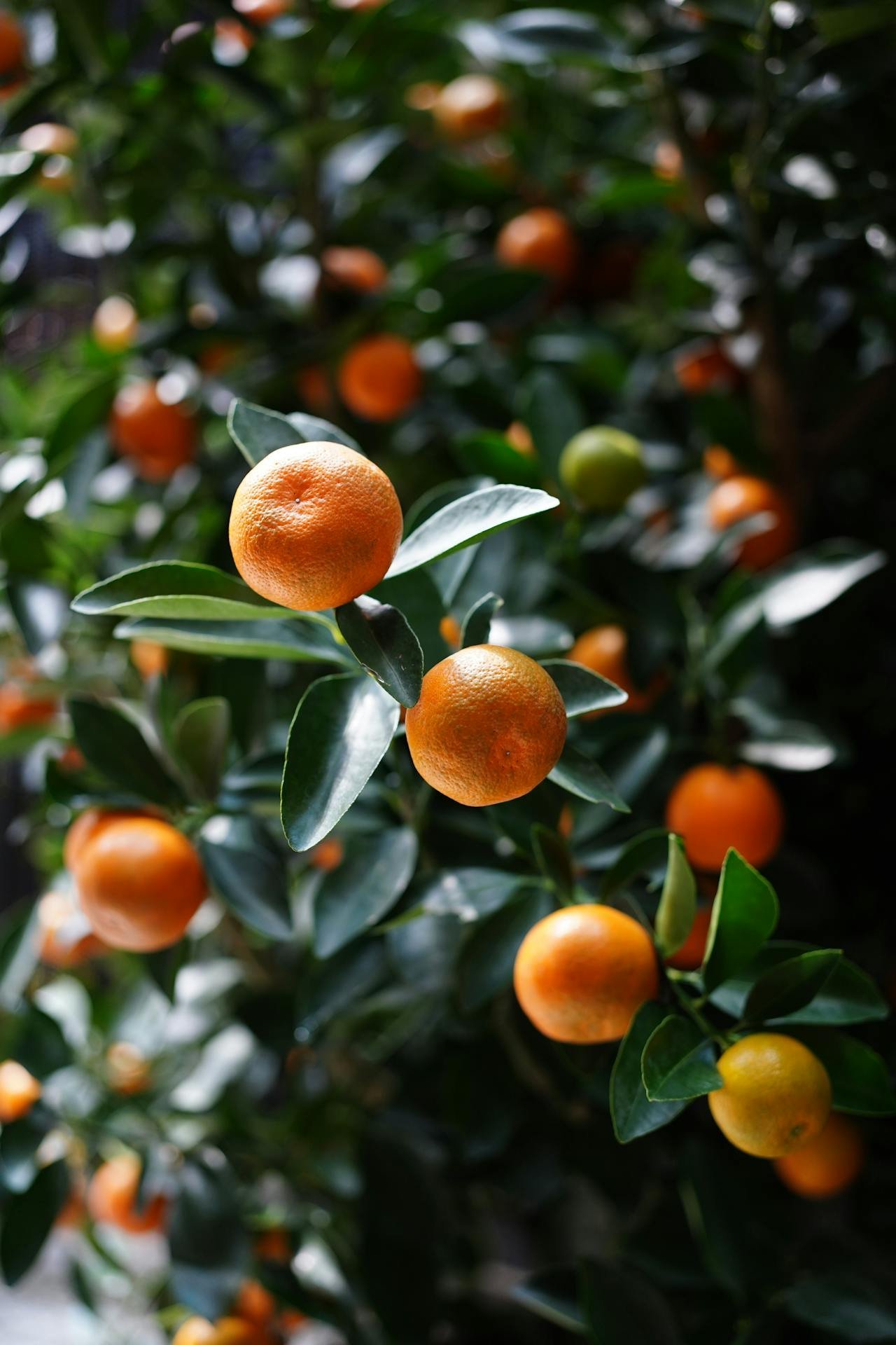 Read more about the article Clementine: Types, Nutrition, Benefits, Uses and Potential Side Effects