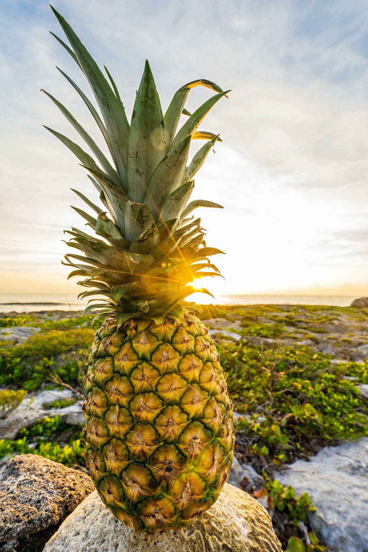 Read more about the article Pineapples: Types, Nutrition, Benefits, Uses, Delicacy, and Side Effects