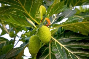 Read more about the article Breadfruit: Nutrition, Benefits, Uses, Delicacy and Side Effects