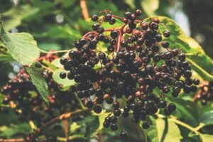 Read more about the article Elderberries: Types, Nutrition, Health Benefits and Side Effects