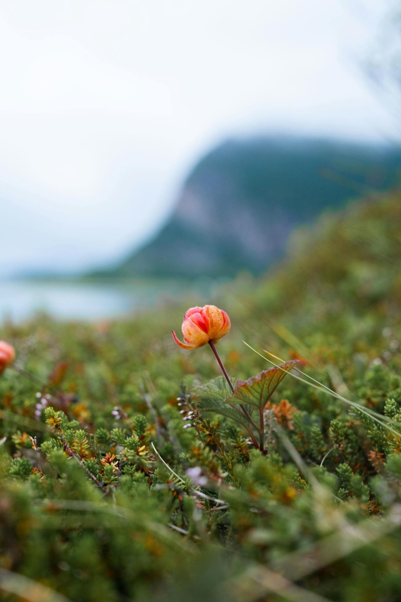 Read more about the article Cloudberries: Types, Nutrition, Benefits, Uses, and More